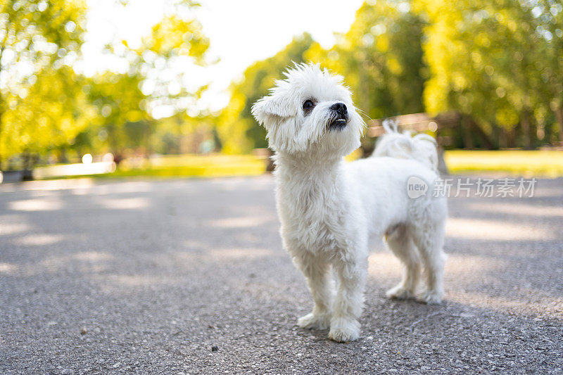 这只马耳他犬在公园里享受夏日的美好时光