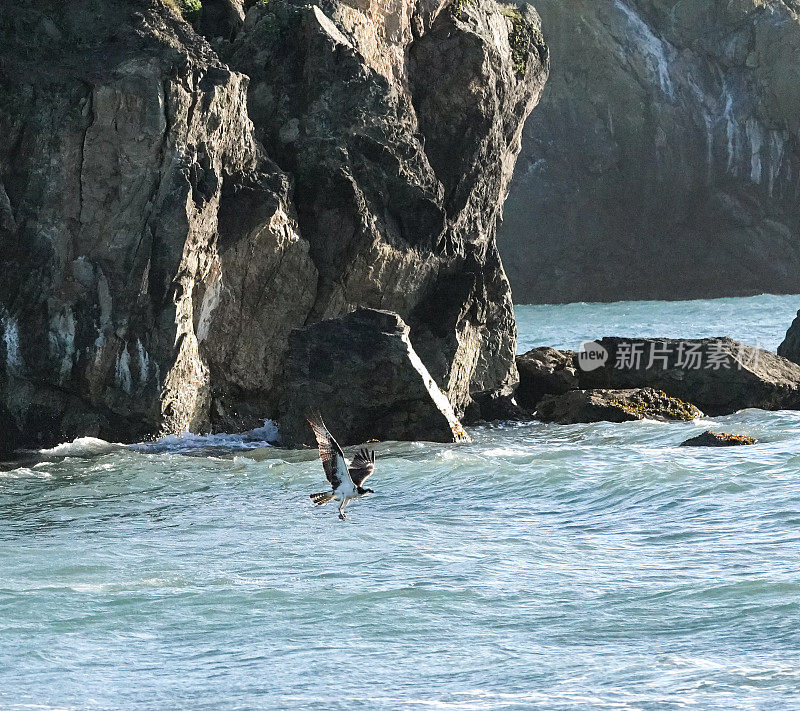 鱼鹰与鱼在海崖前飞行。