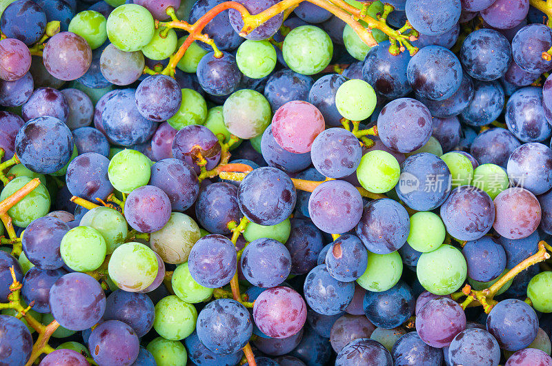 新鲜采摘葡萄