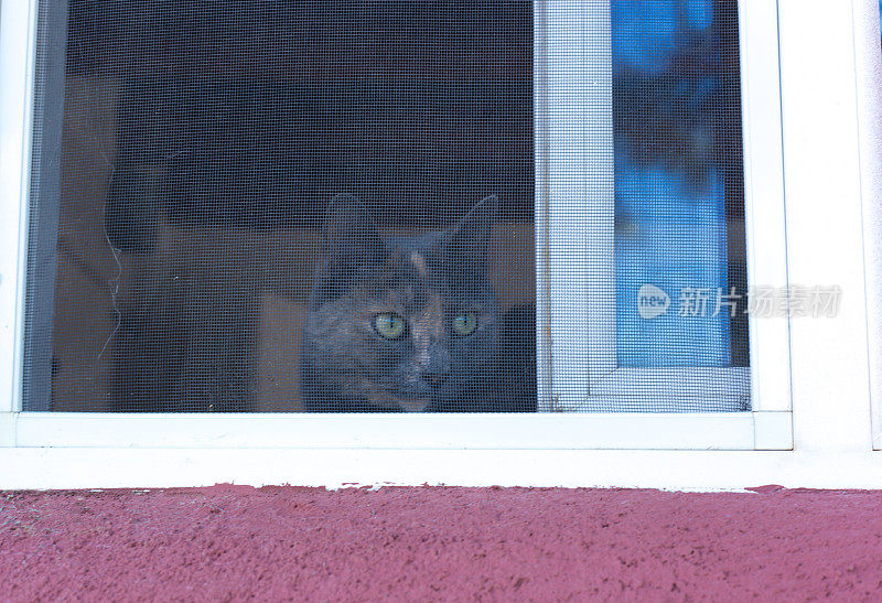 猫透过纱窗往外看