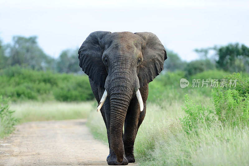 美丽的大象走在被绿草和树木环绕的砾石小路上