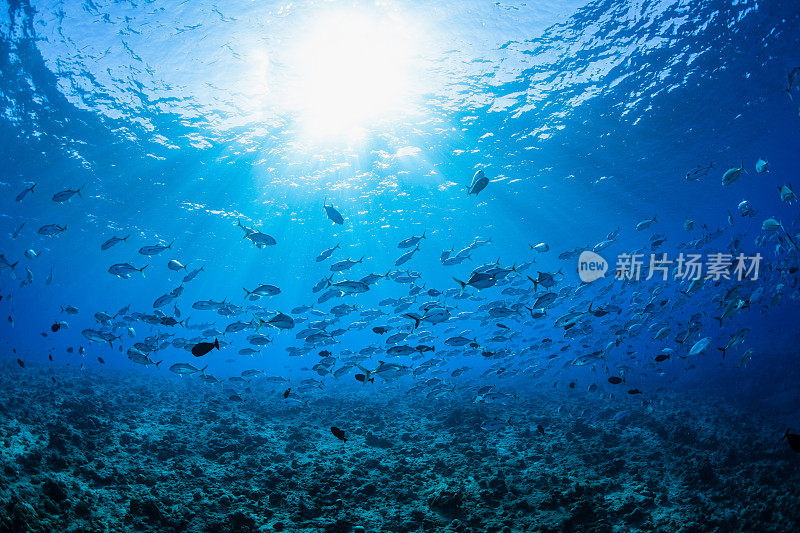 密克罗尼西亚帕劳著名蓝角礁上的大眼鲹