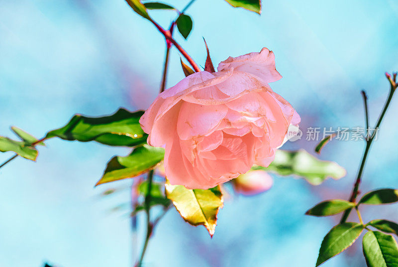 淡粉色花园玫瑰