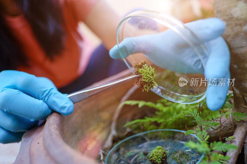 植物科学研究，染色体DNA与遗传，科学家研究。