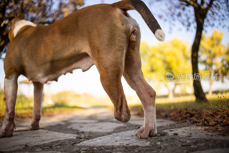 棕色比特犬的特写镜头，爪子被截掉了