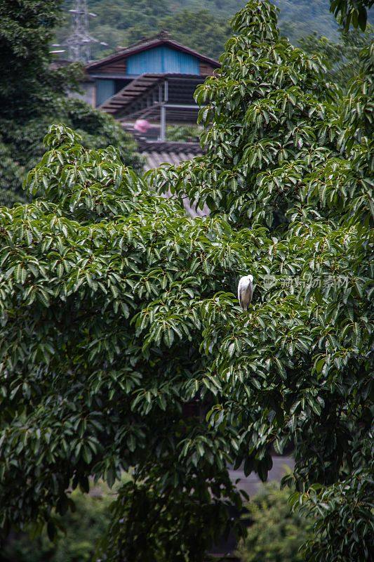 在中国眉山市柳江古镇，一只鸟栖息在树枝上的垂直镜头