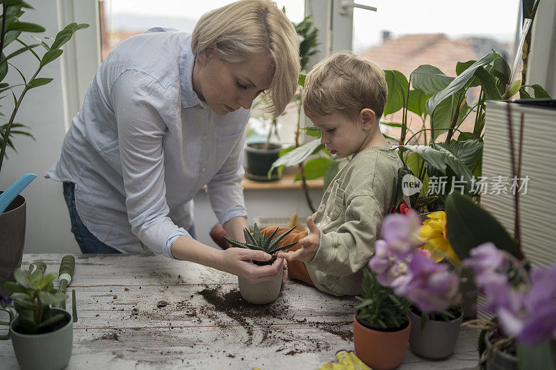 母亲和儿子正在重新种植花盆花。