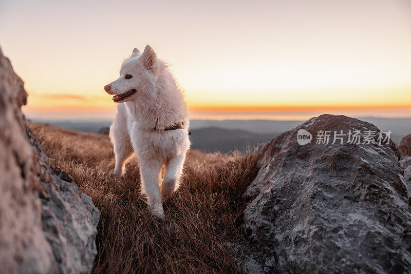 一只年轻的萨摩犬在太阳下山时探索山顶