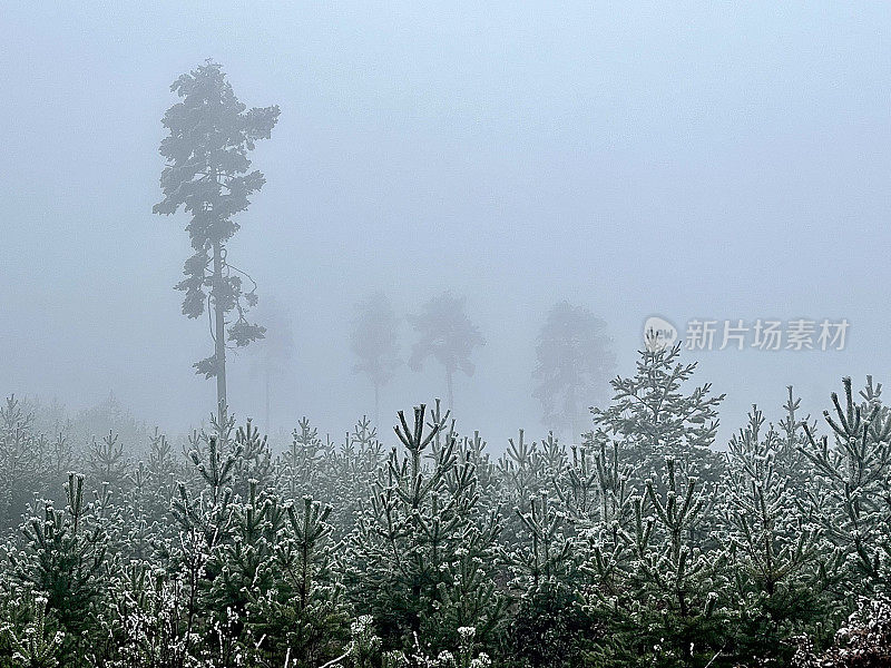 苏格兰松林