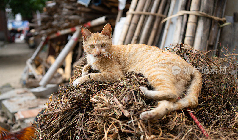 一只脏猫