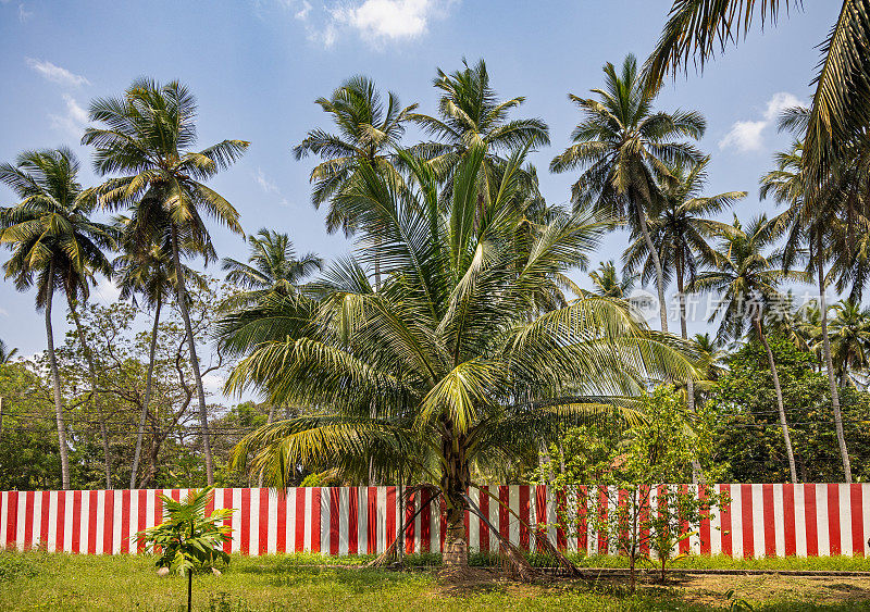 椰子种植园里红白相间的栅栏
