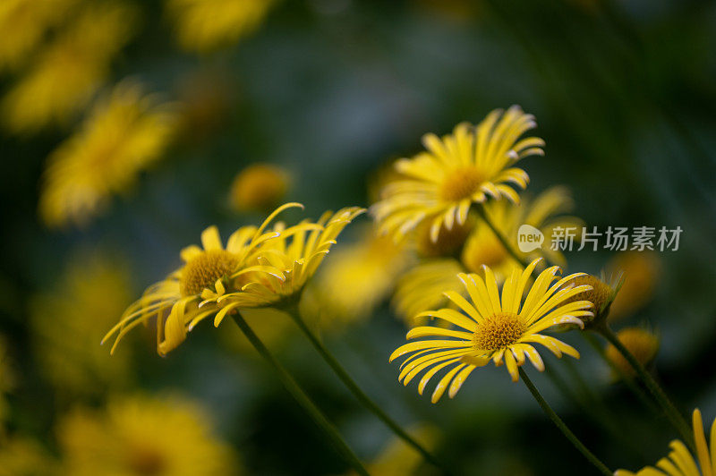 黄花花园背景