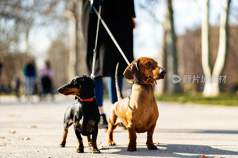 两只腊肠犬在公园的画像