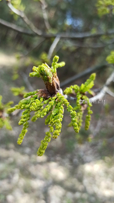 橡树柳絮，橡树树枝上的花序。春天自然的觉醒