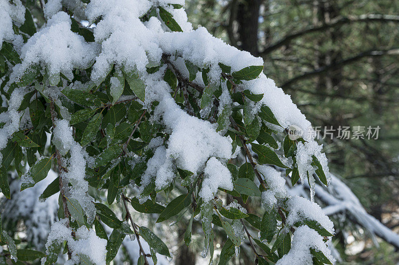 最近一场暴风雪后的树枝特写