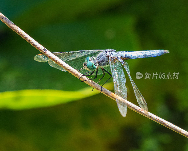 蜻蜓特写镜头