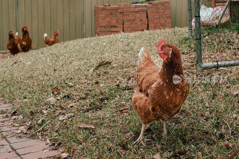 后院自由放养的棕色鸡。