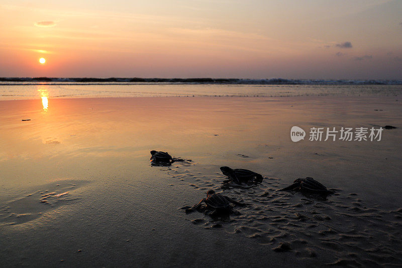 日落时沙滩上海龟的高角度视图