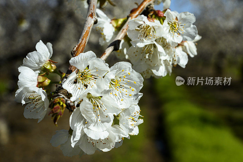 春季樱桃园花朵的特写