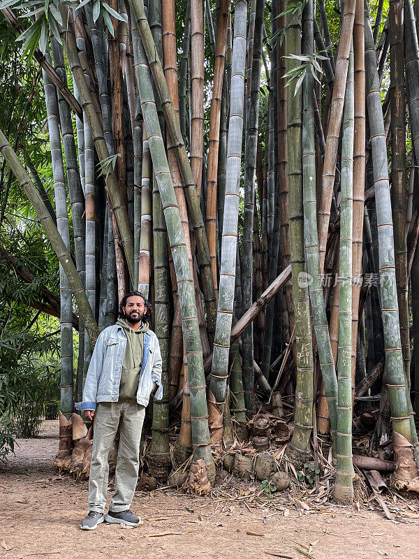 印度男子站在巨型竹子标本丛旁边的图像，公共花园中展示的藤条，关注前景