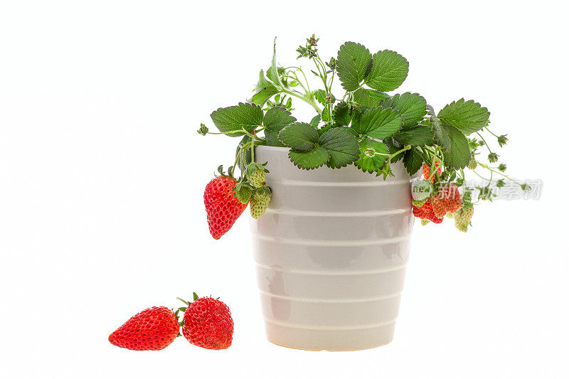 白色背景的花盆里的草莓