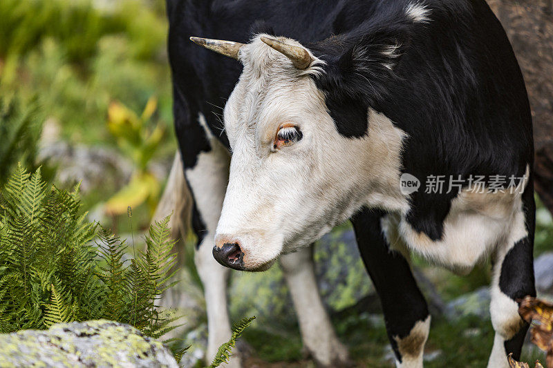 牛在山上吃草