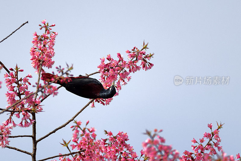 黄鹂鸟:成年褐红色黄鹂(黄鹂)。