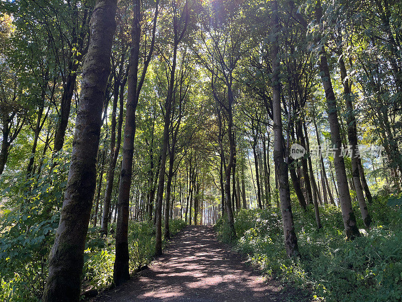 英格兰约克郡林地中的夏季树木