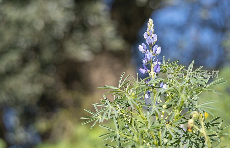蓝色的一年生野生卢平在田间生长，并通过种子蒴果传播，为冬末的景观增添了色彩。