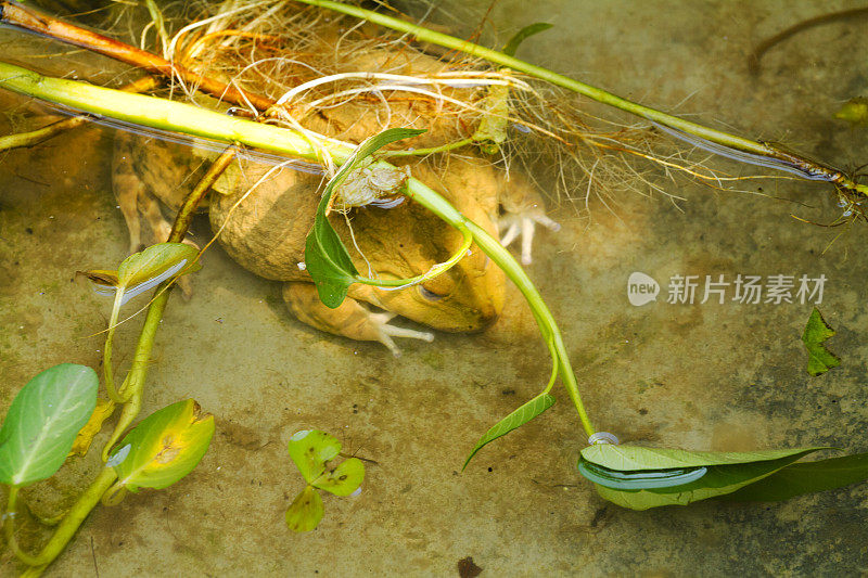 躺在水下的大棕色泰国蟾蜍