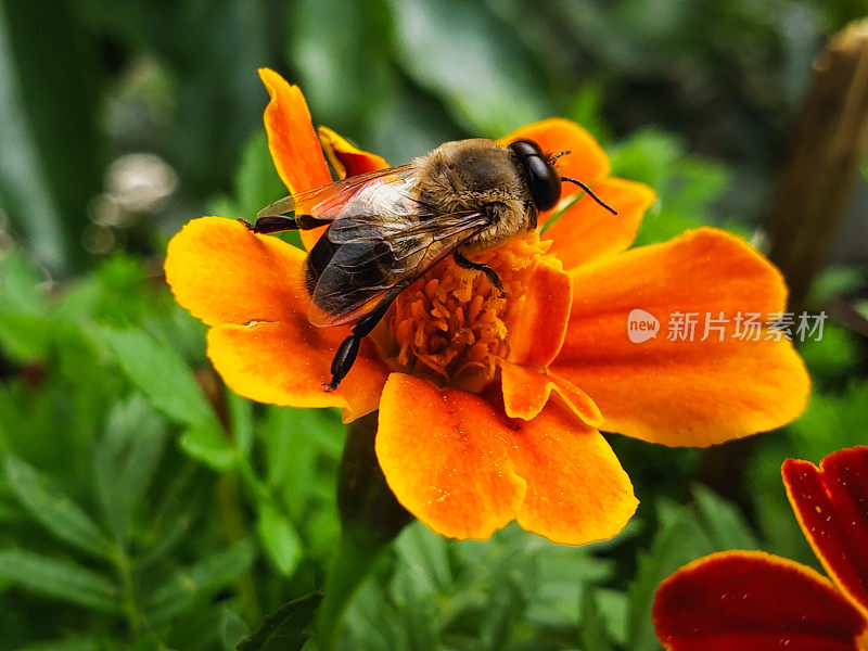 蜜蜂在花上。法国金盏花上的蜜蜂。蜜蜂与花的共生关系。蜜蜂在花上的特写