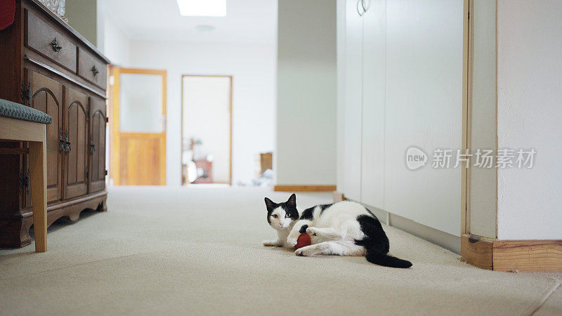 猫在客厅地板上玩玩具