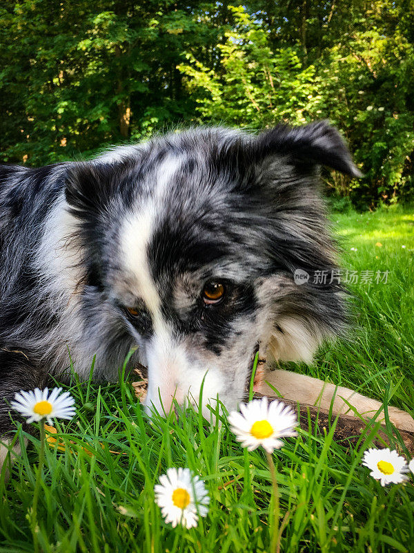 边境牧羊犬雏菊肖像