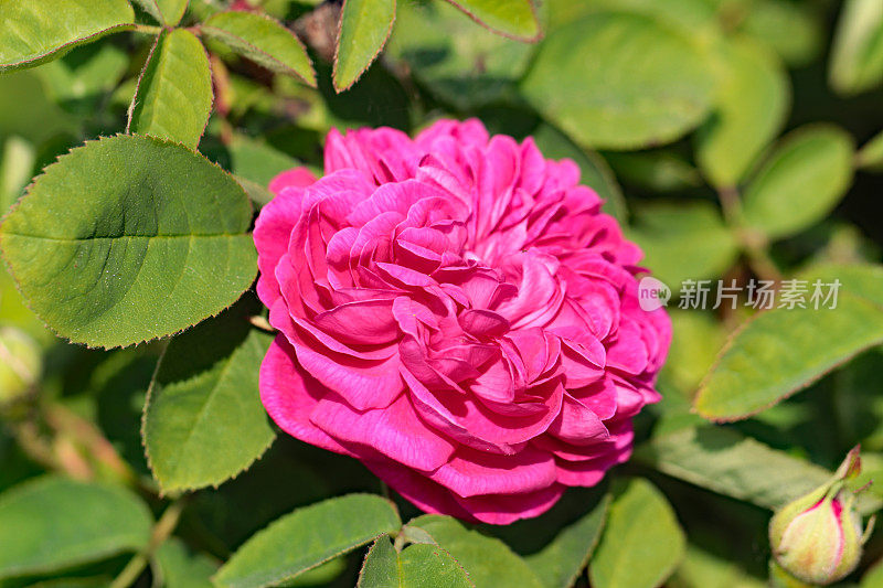 一个华丽的粉红色卡赞勒克玫瑰或大马士革玫瑰的特写