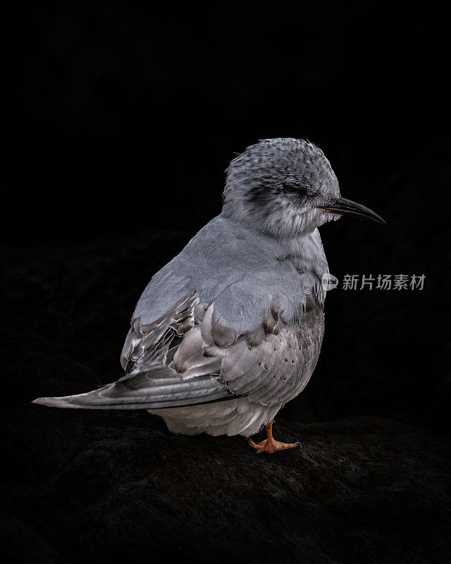 黑色背景的幼黑头燕鸥近距离拍摄