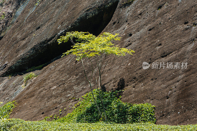 福建南平武夷山大红袍茶园