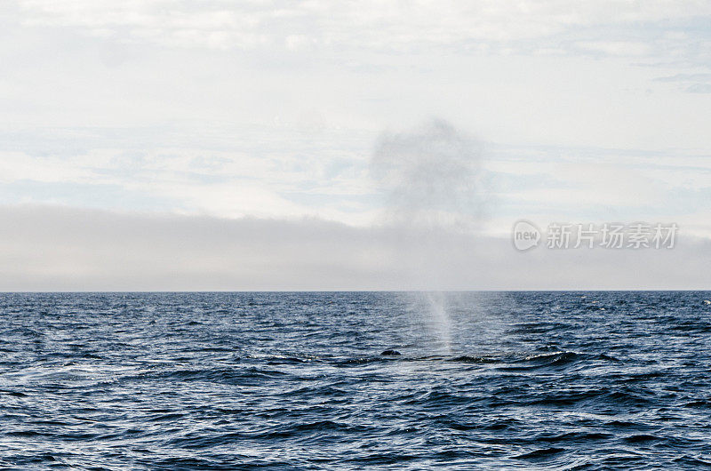 鲸鱼喷水