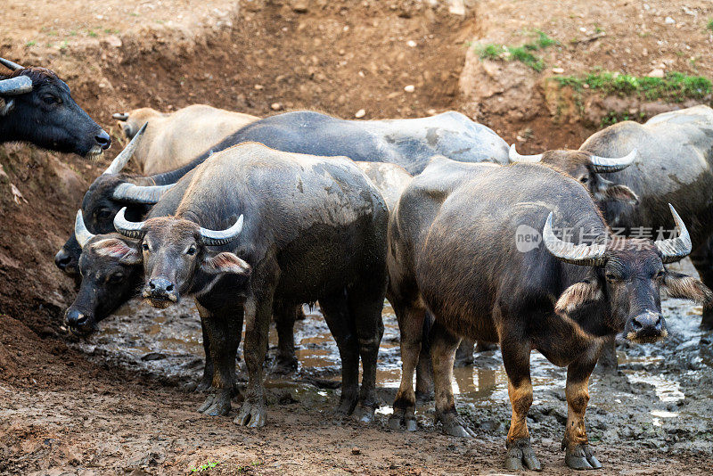 水牛，产自东南亚