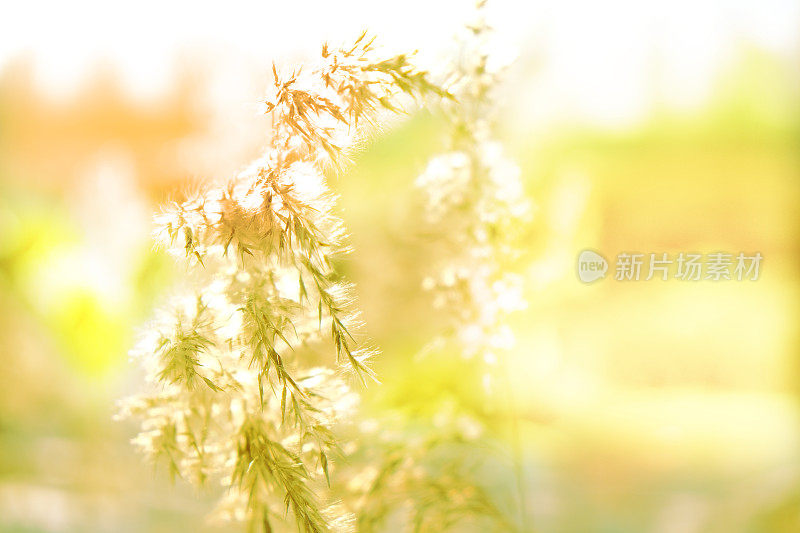 迷离梦幻的秋天背景。仙女日落。芦苇草背景的特写。电影的风格