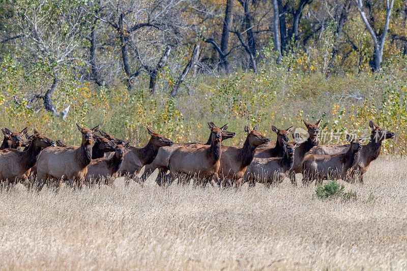 在北美美国西北部的查尔斯·m·拉塞尔野生动物保护区，蒙大拿牛麋鹿在奔跑