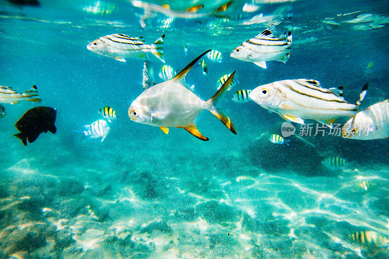 一群鱼在清澈的蓝水里游泳。