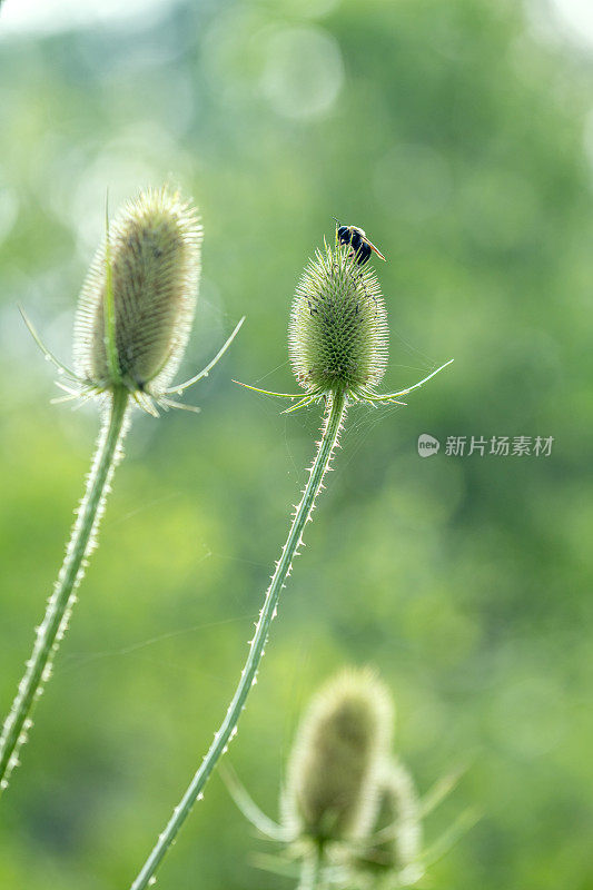 蜜蜂在野生的绒毛上