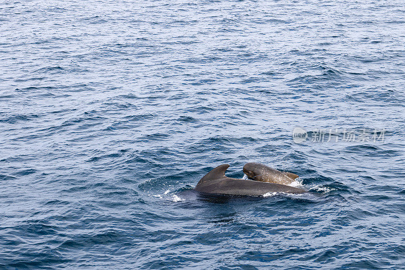 在凉爽、荡漾的挪威海中，一头母领航鲸和她的幼鲸在安第斯附近创造了一幅激动人心的家庭纽带的画面