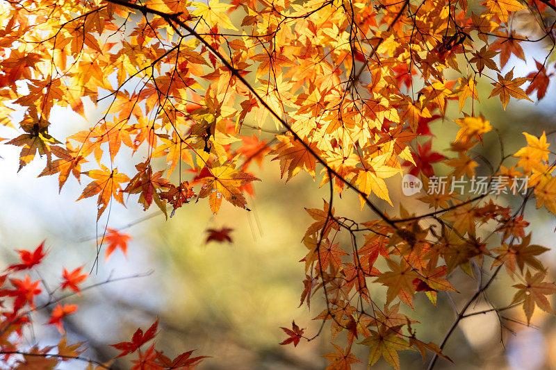 秋天的黄叶，枫树