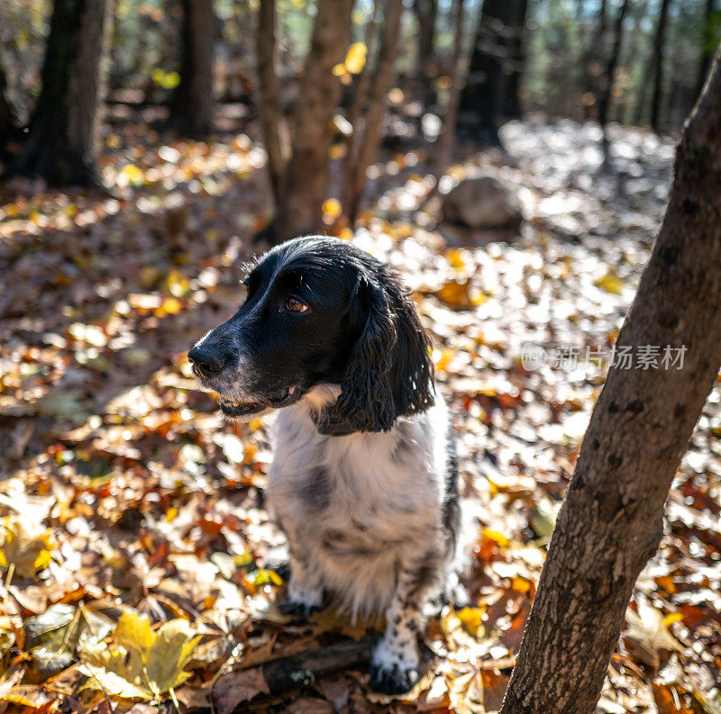 野外繁殖的英国可卡犬