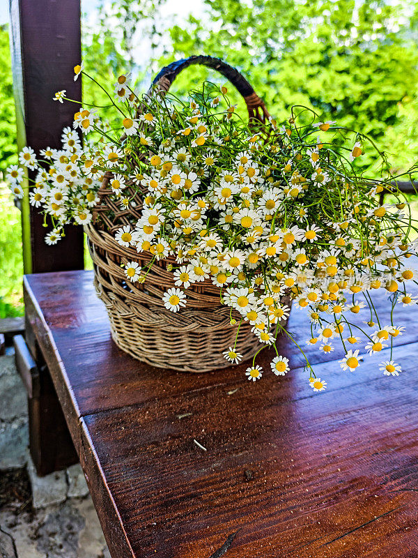 篮子里新鲜采摘的洋甘菊