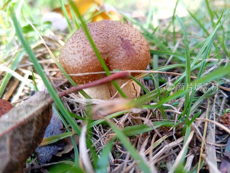 秋天的蜜耳菌生长在新鲜的绿草地上