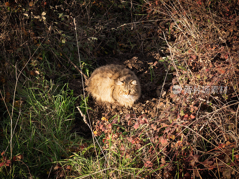 家猫躺在多刺的灌木丛里晒太阳