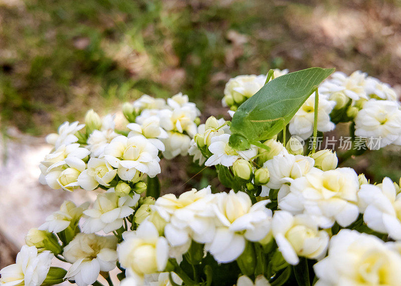 蝗虫正在喂花。