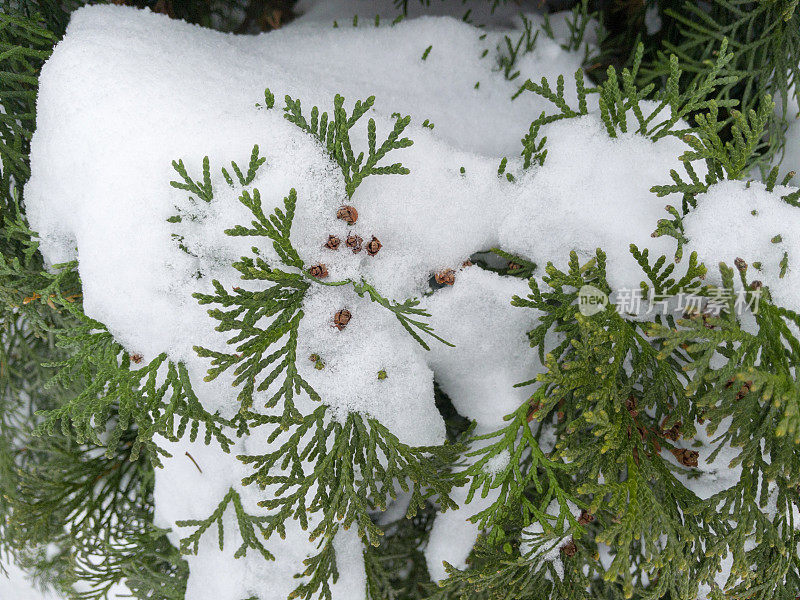 被雪覆盖的常青树。